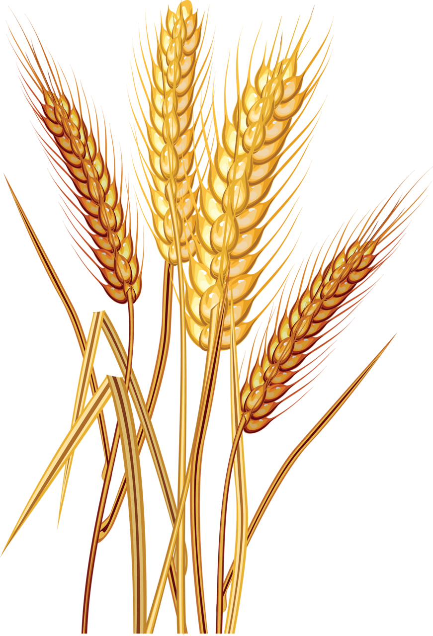 Wheat-PNG-Images